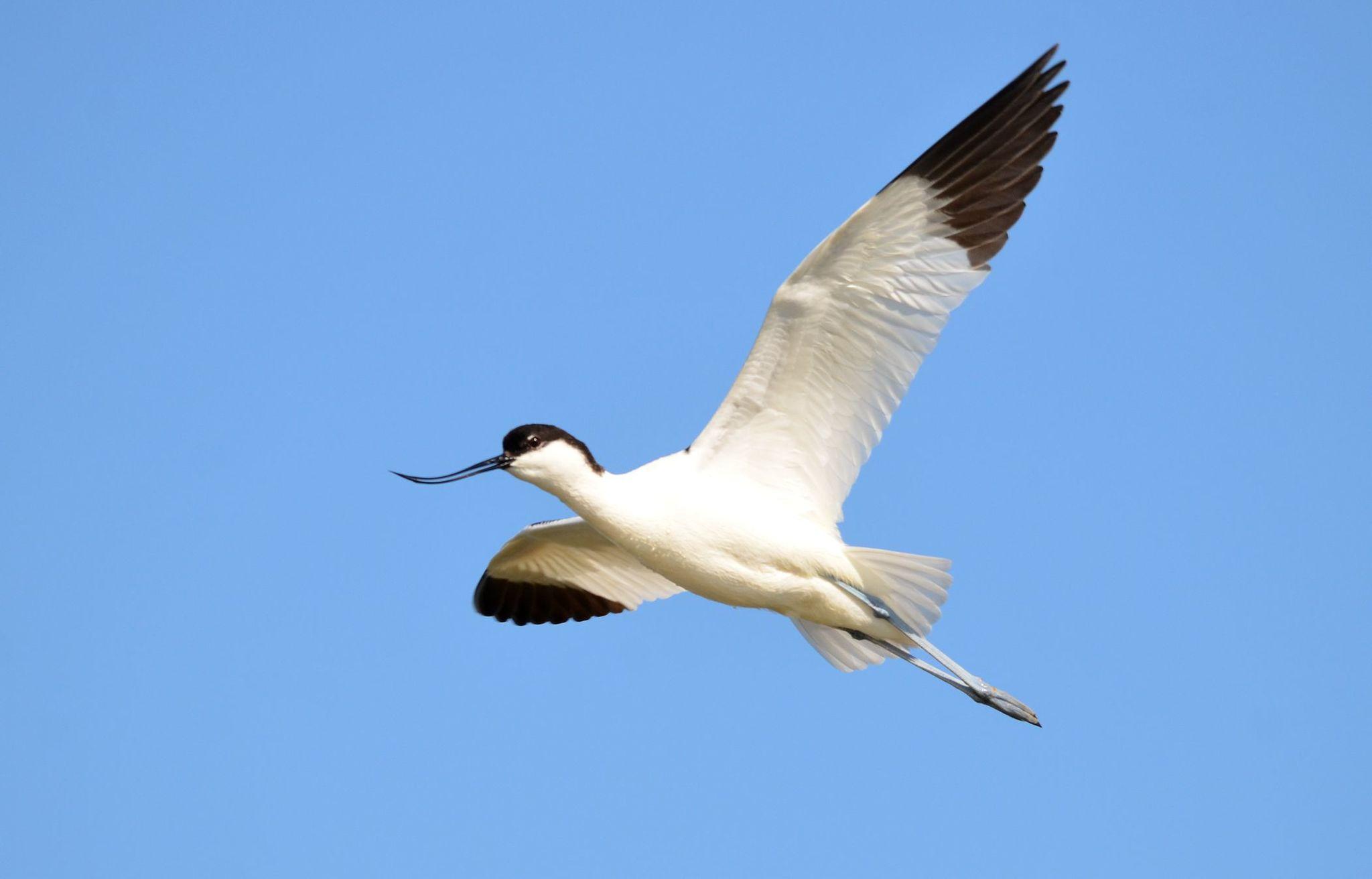 Avoceta Común