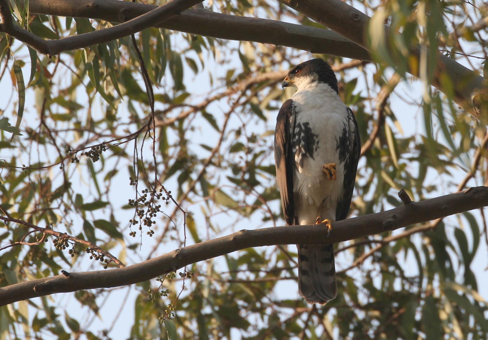 Black Goshawk