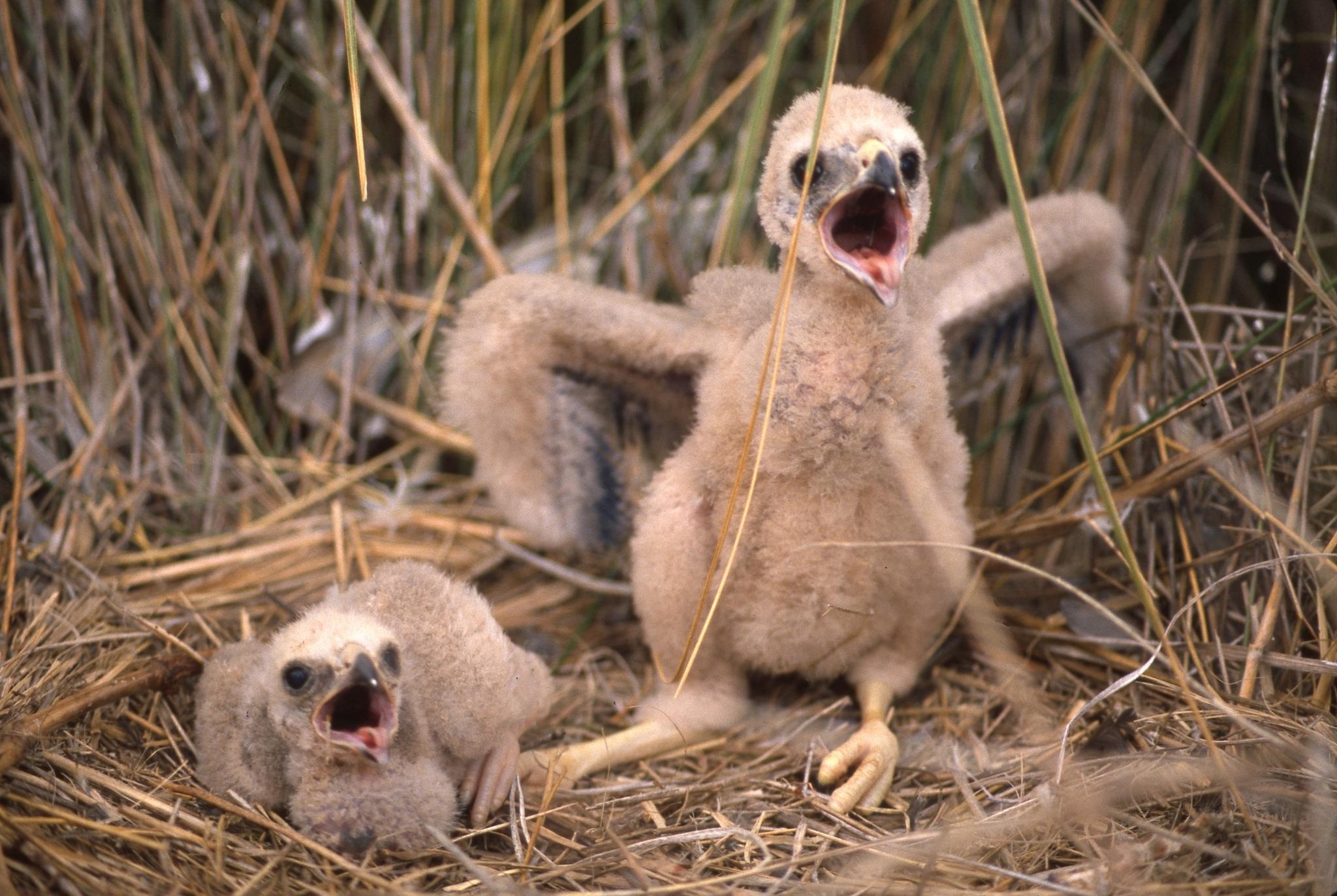 Aguilucho lagunero del Pacífico