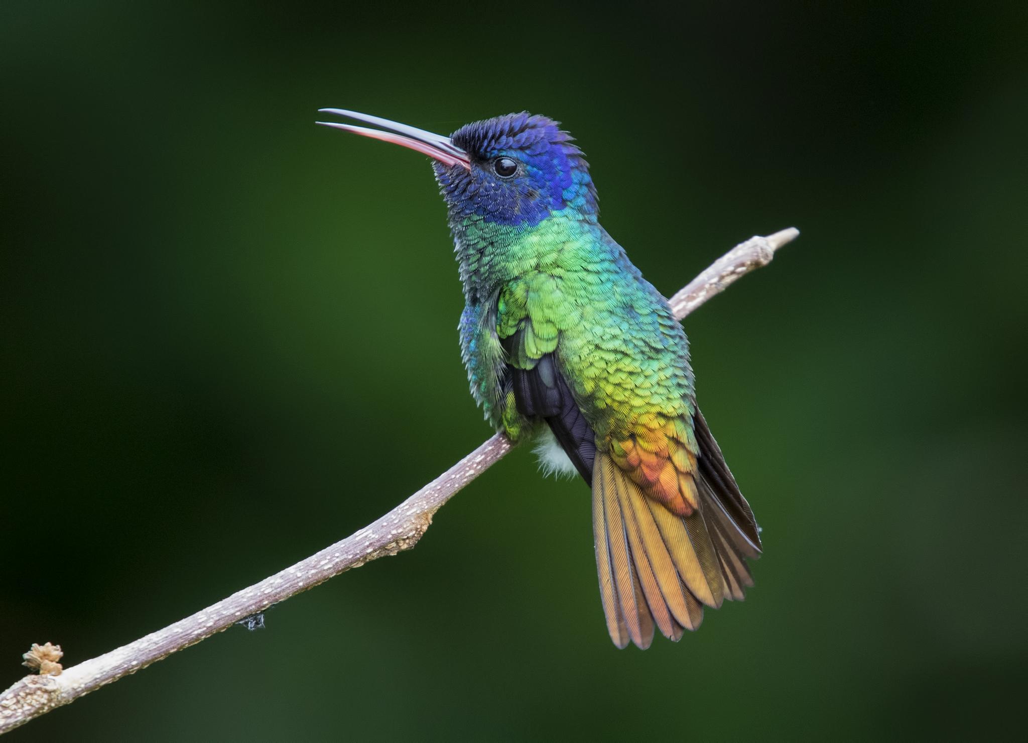 Colibríes