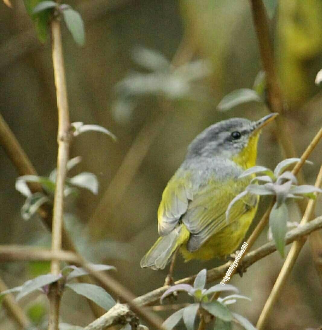 Mosquitero Cabecigrís
