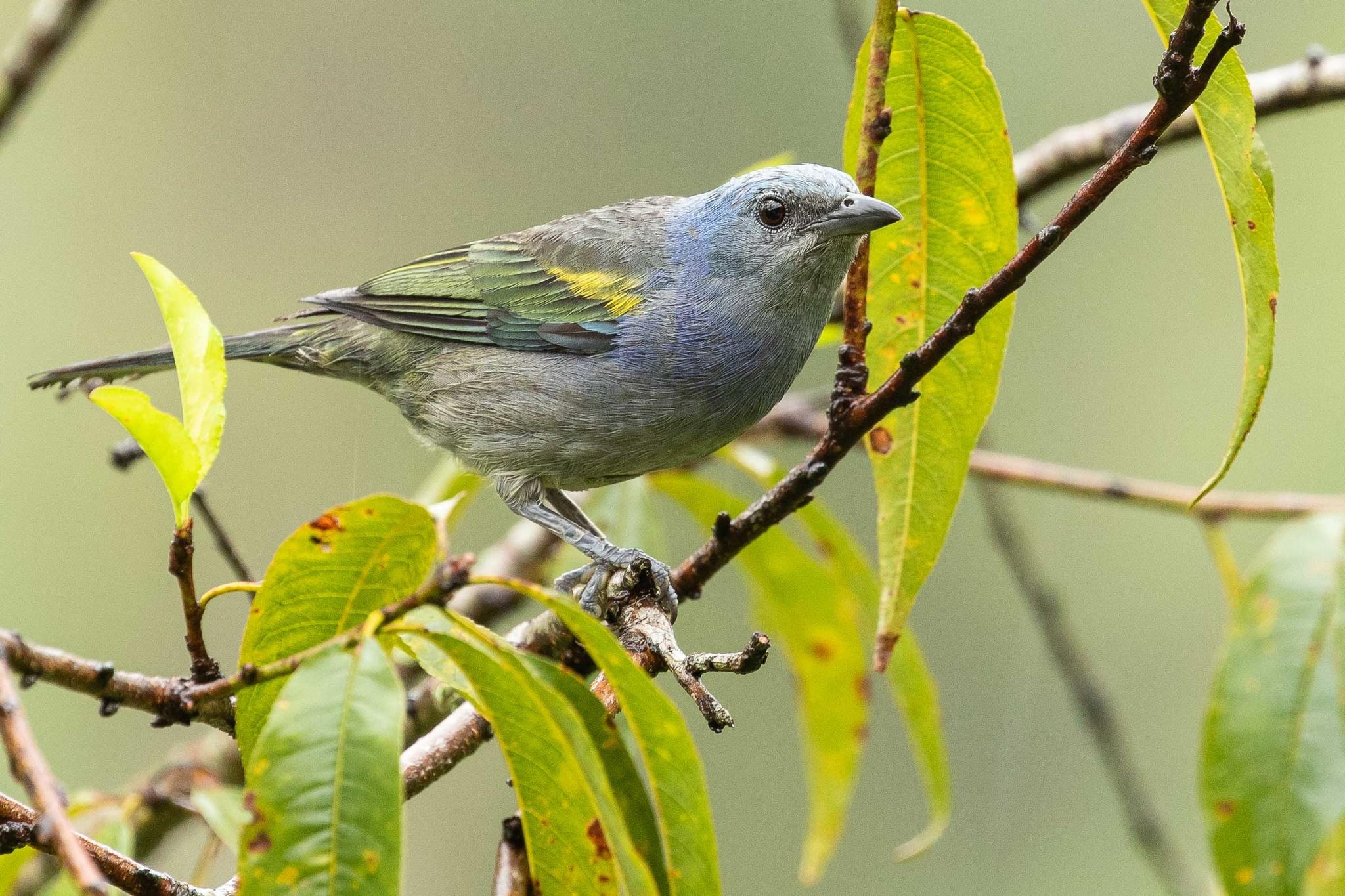 Golden-chevroned Tanager