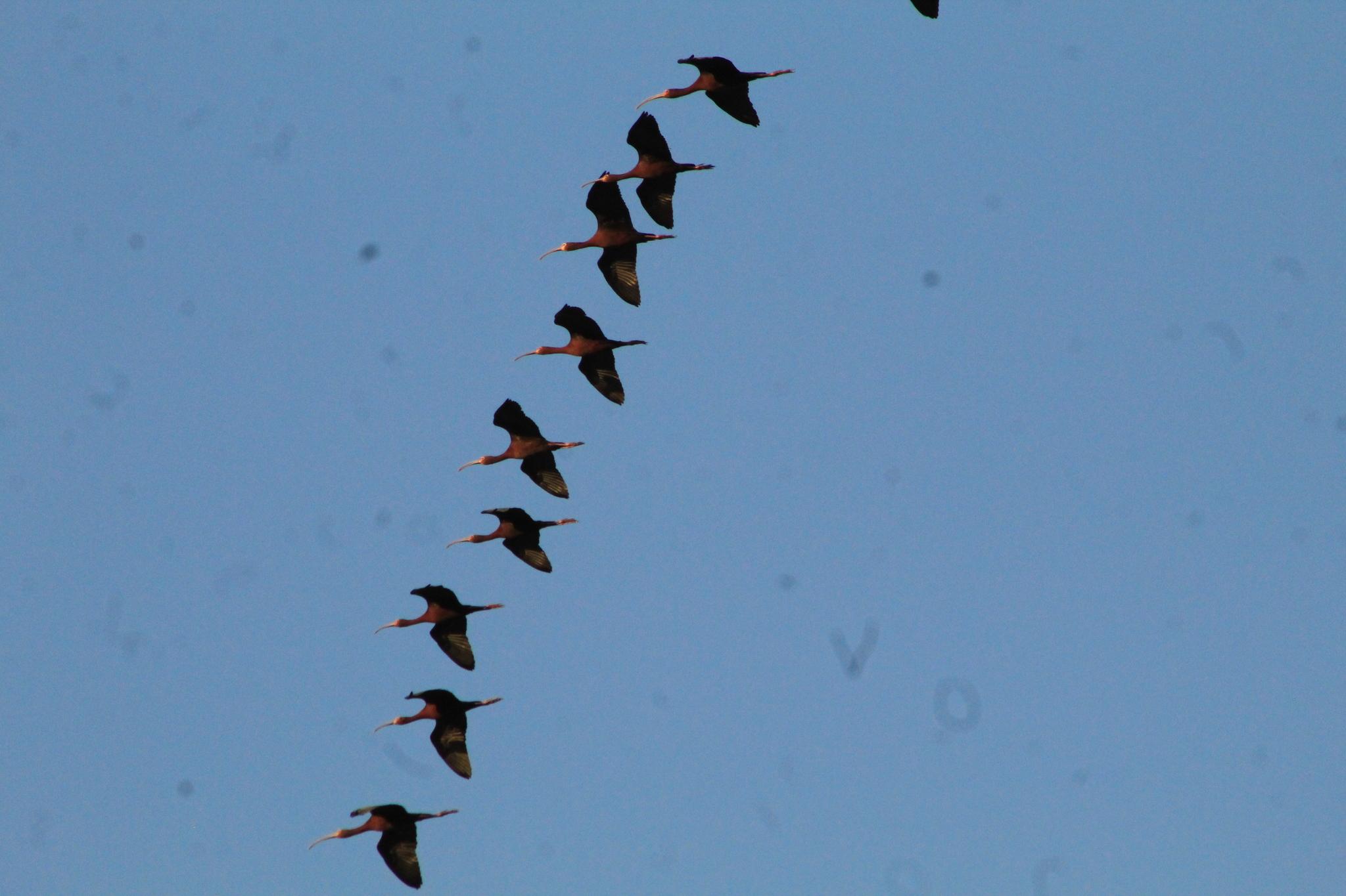 Ibis Ojos Rojos