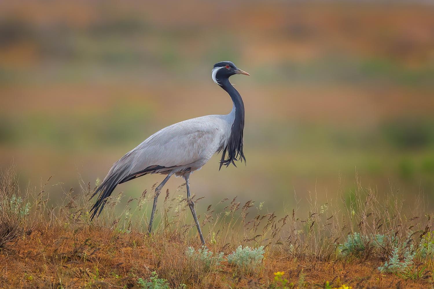 Grulla damisela