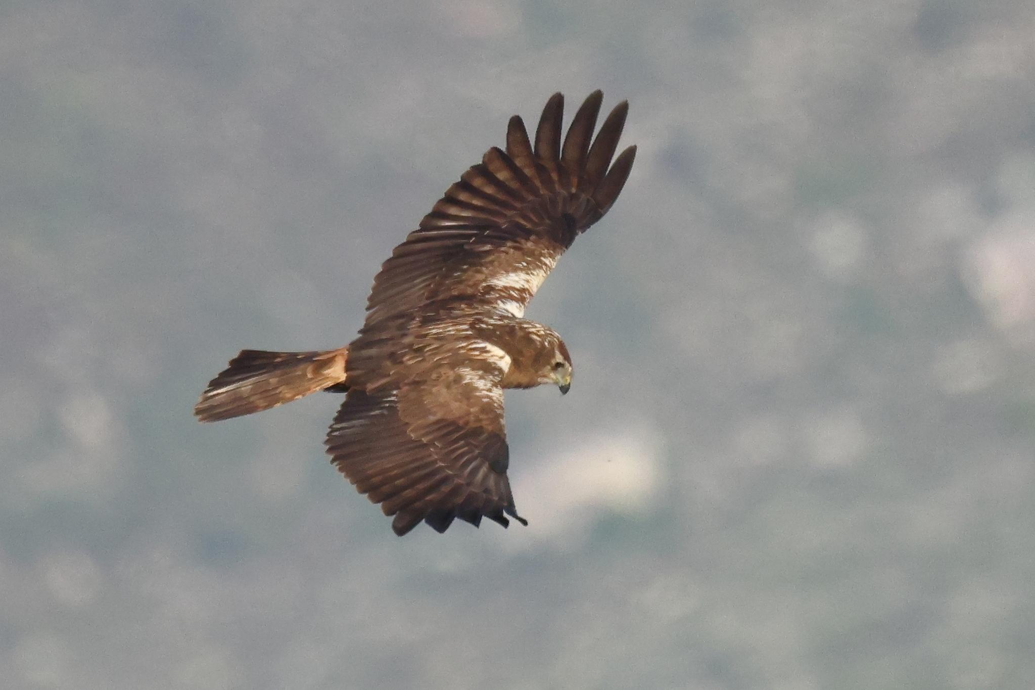 Aguilucho lagunero etiópico