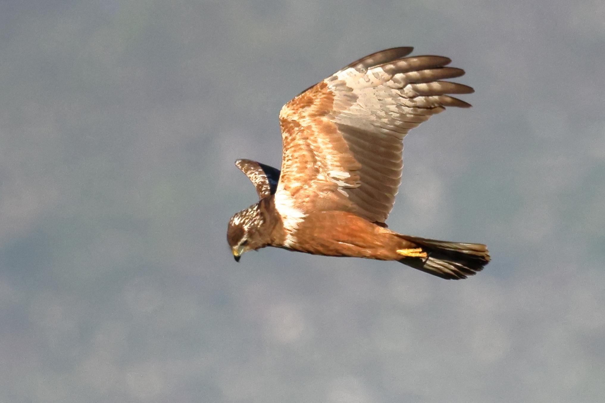 Aguilucho lagunero etiópico