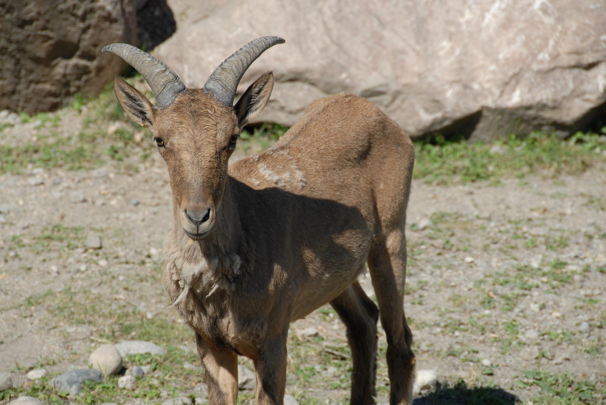 tur del Cáucaso oriental