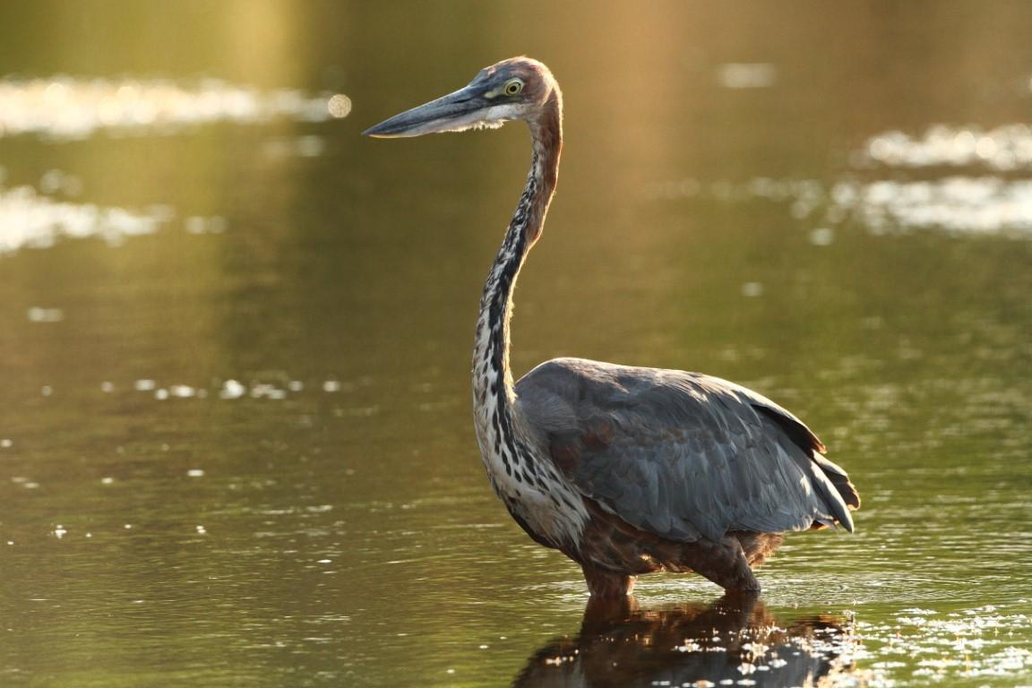 Goliath Heron