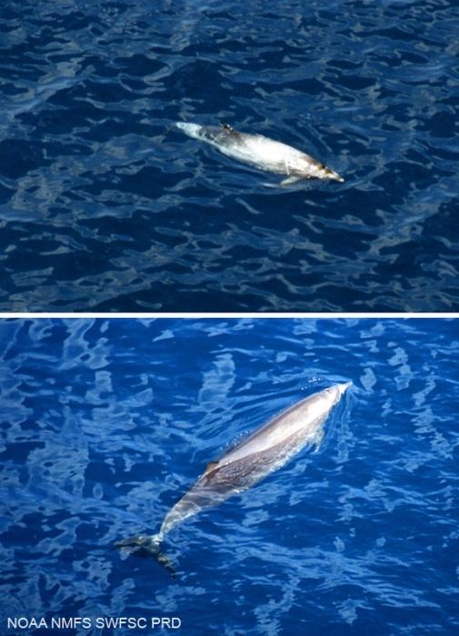 Ballena picuda peruana