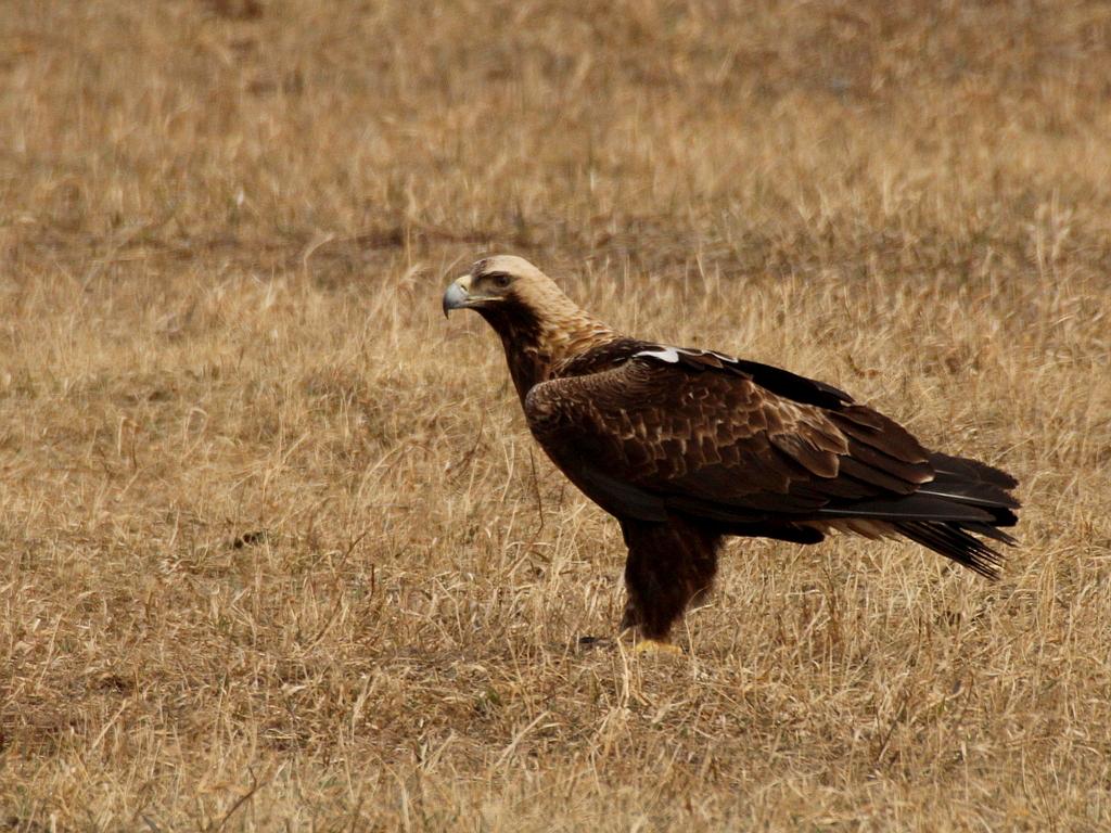 águila imperial oriental