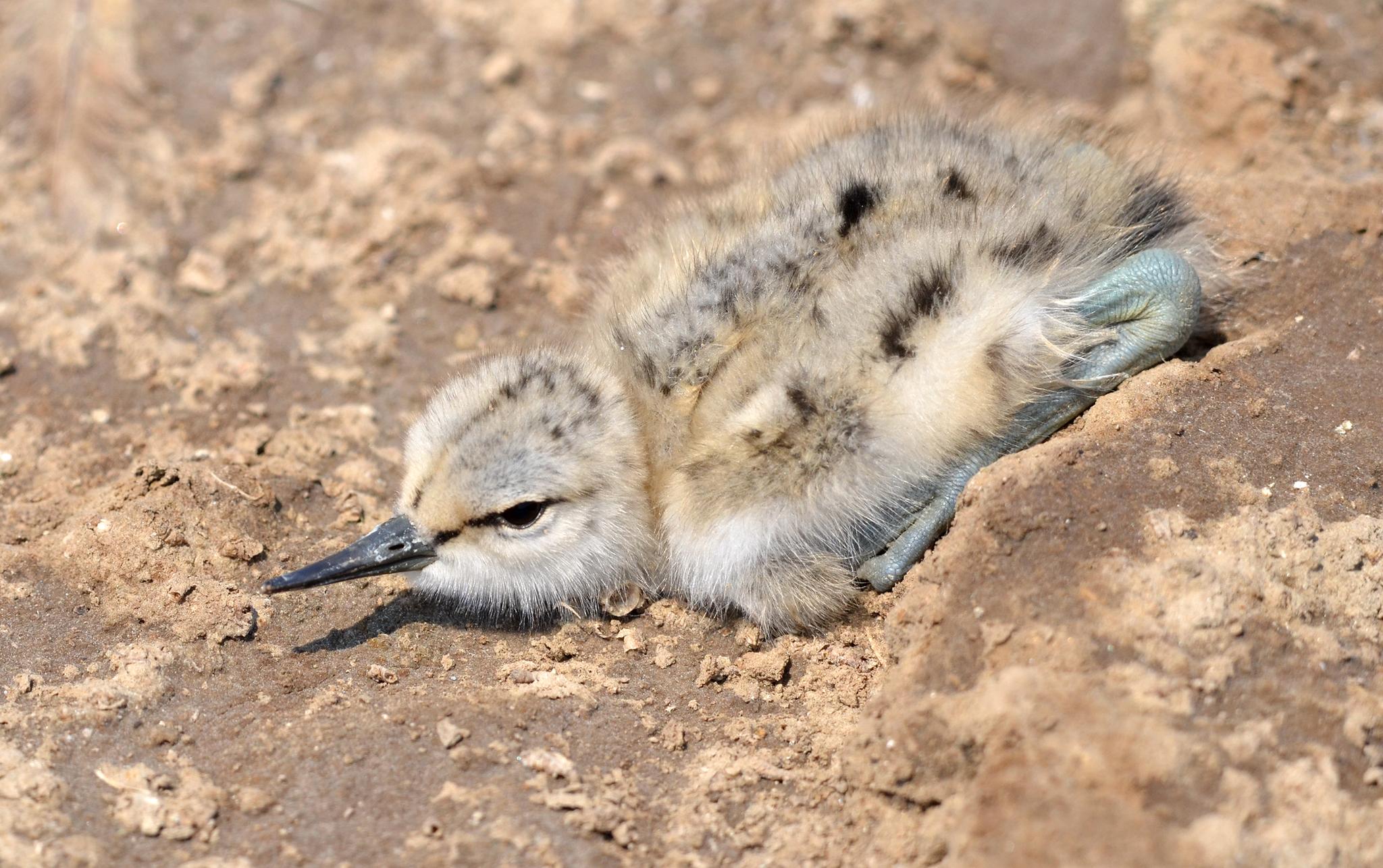 Avoceta Común
