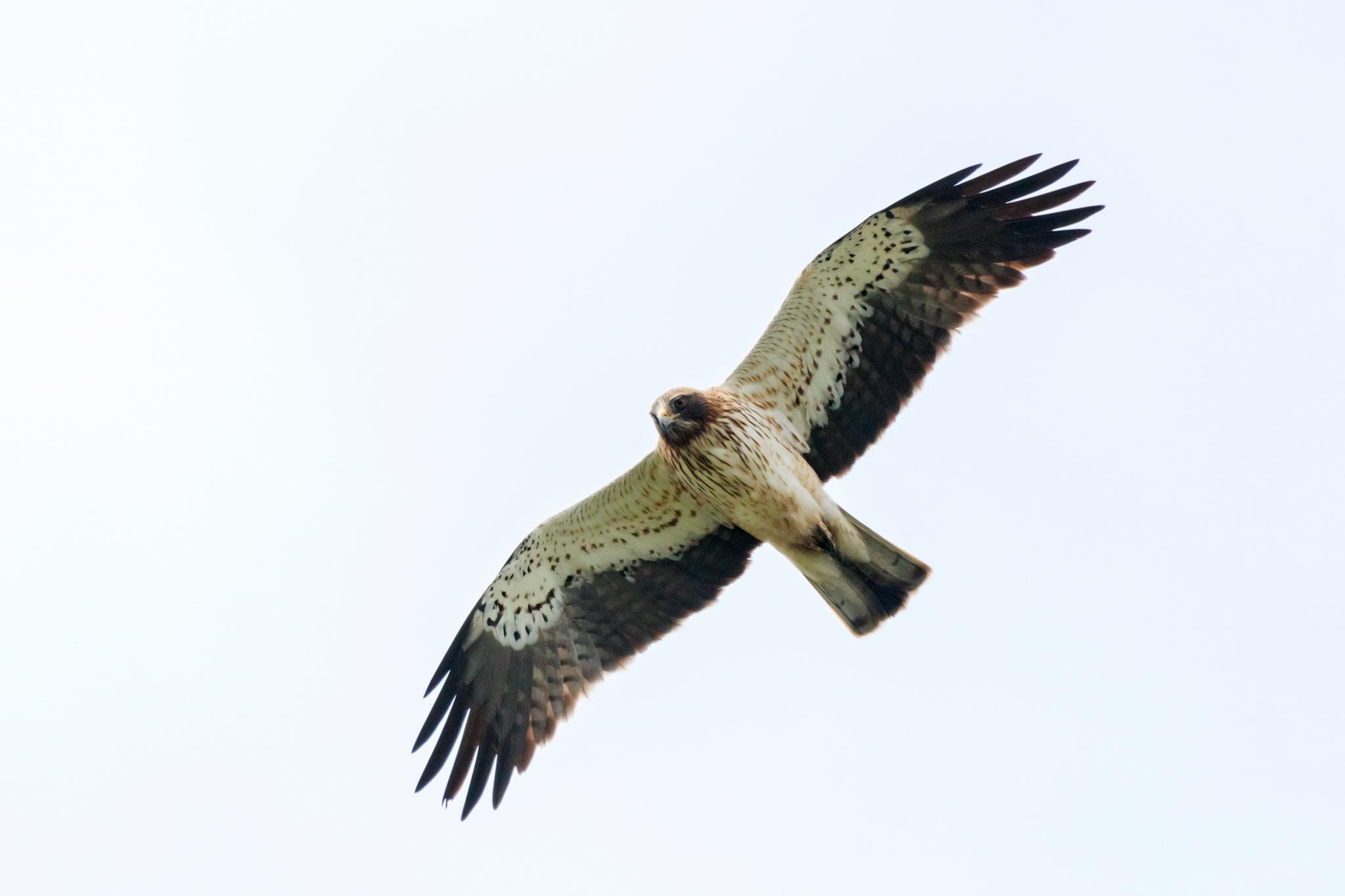 Águila Calzada