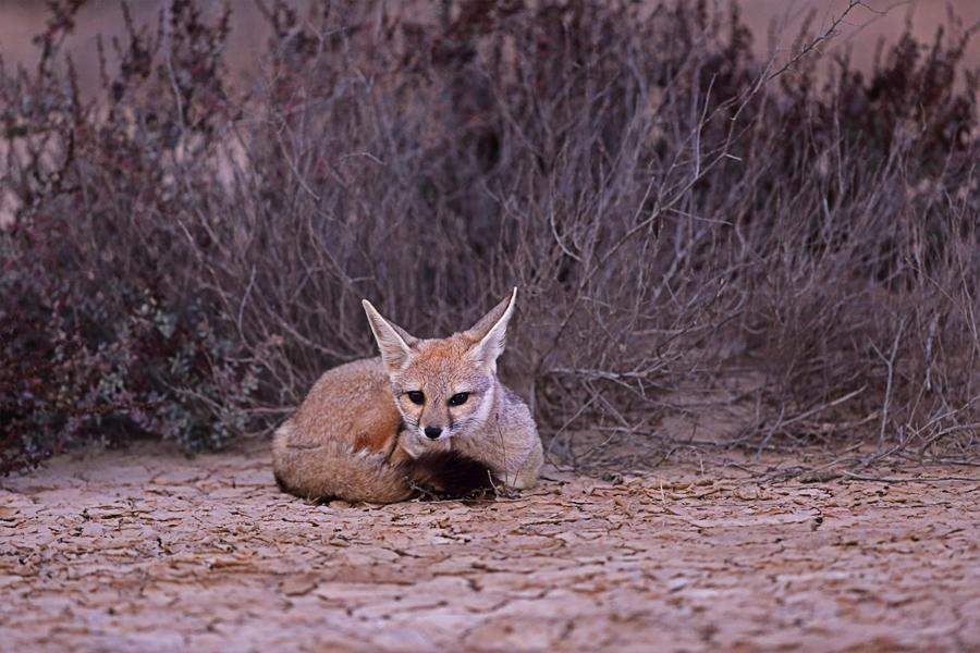 Indian Fox