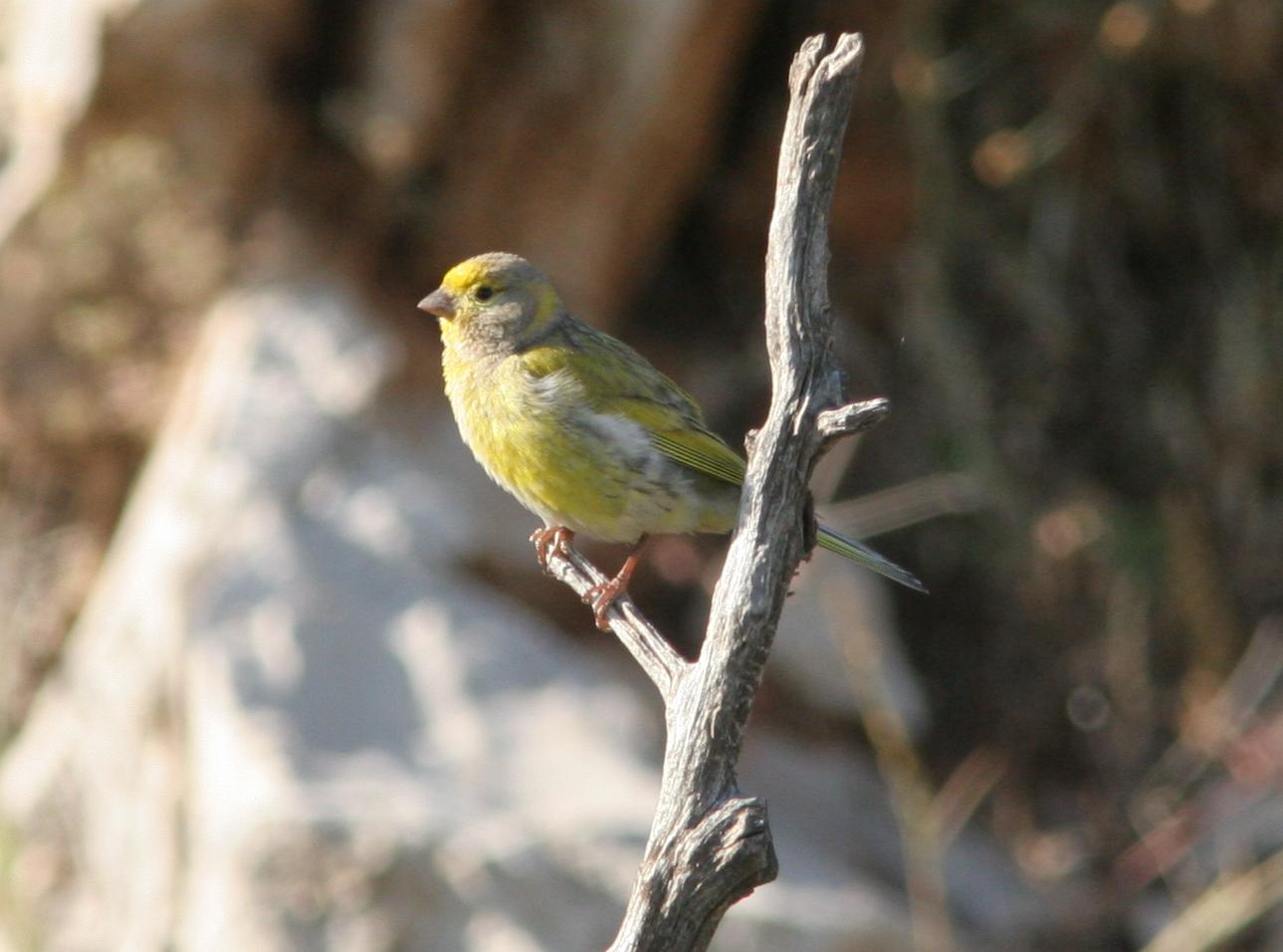 Syrian Serin