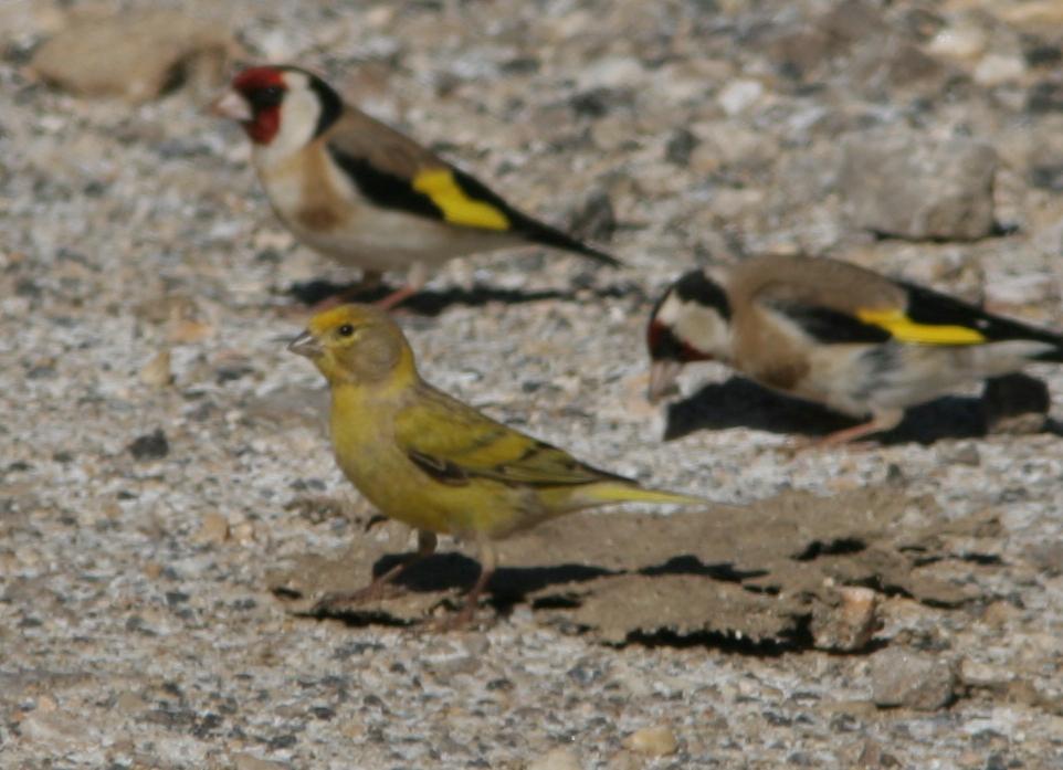 Syrian Serin