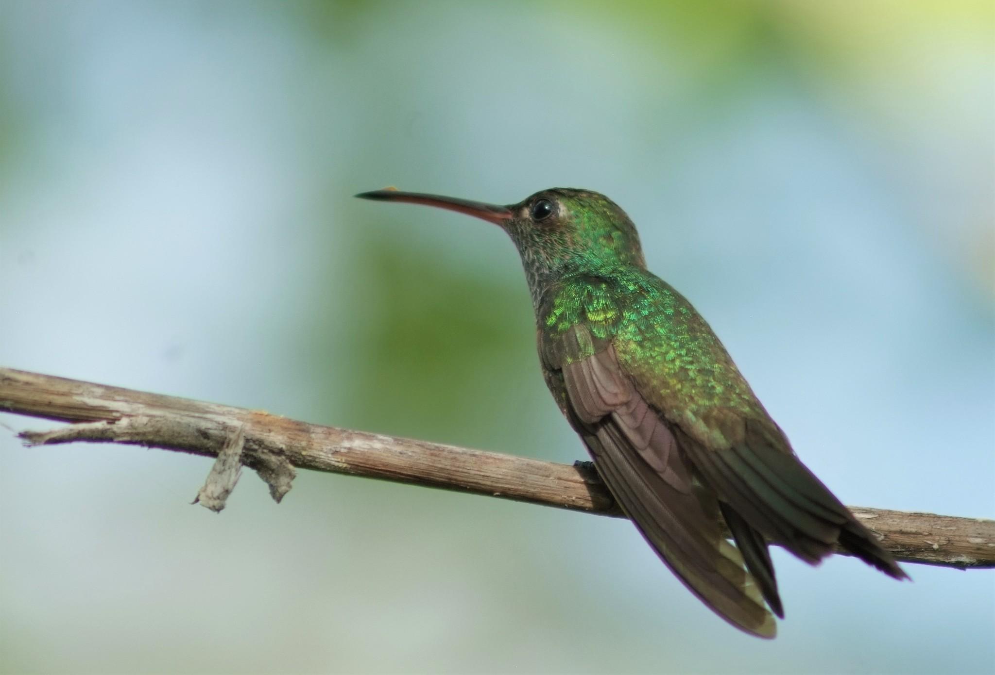 Honduran Emerald
