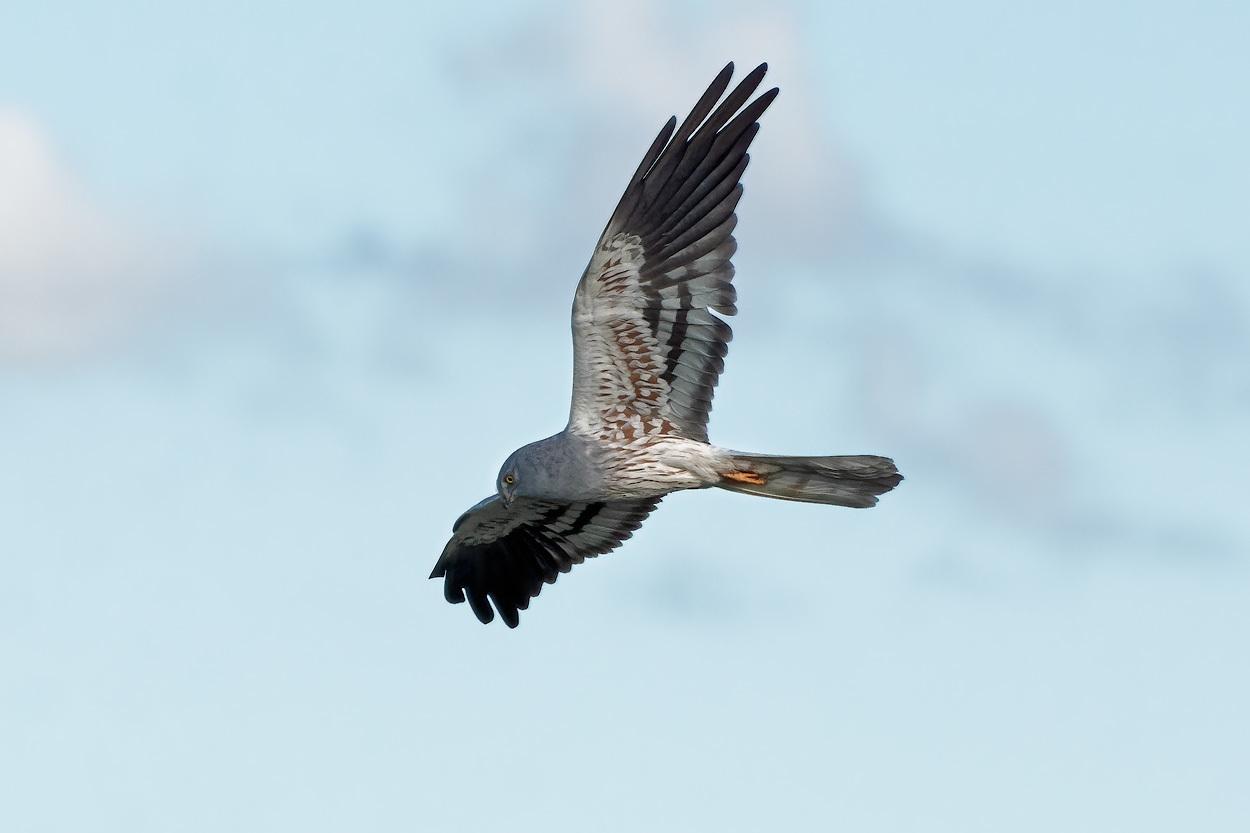 Aguilucho cenizo