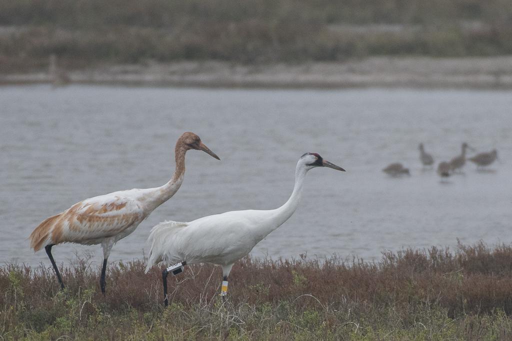 Grulla blanca