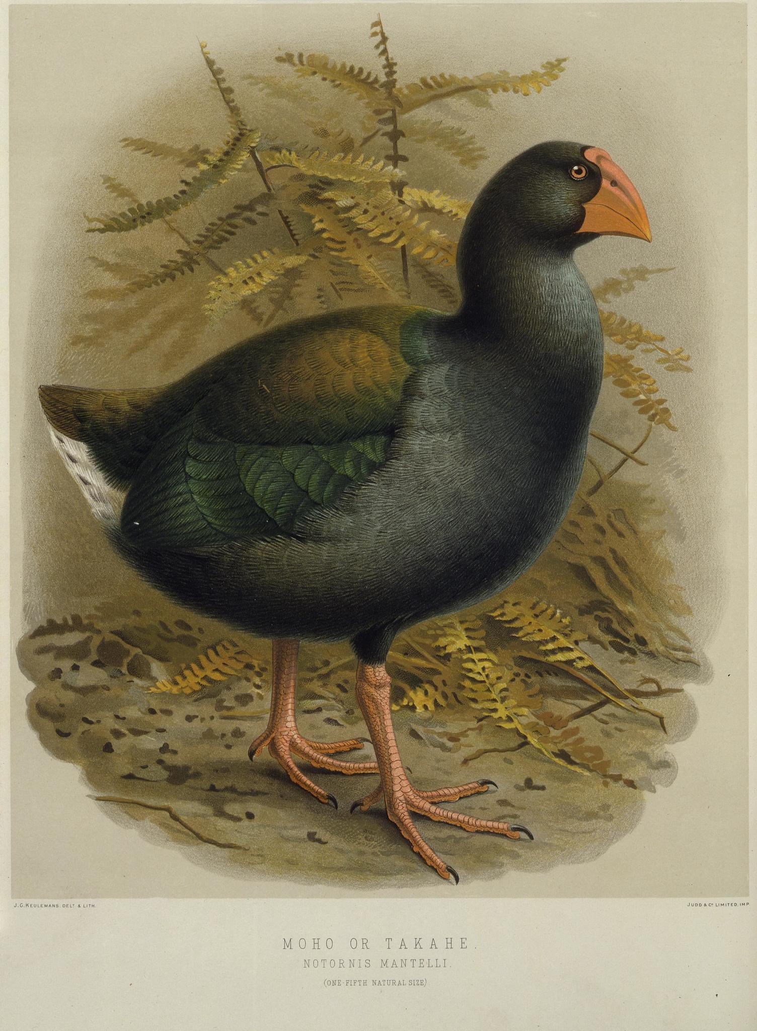 Porphyrio mantelli