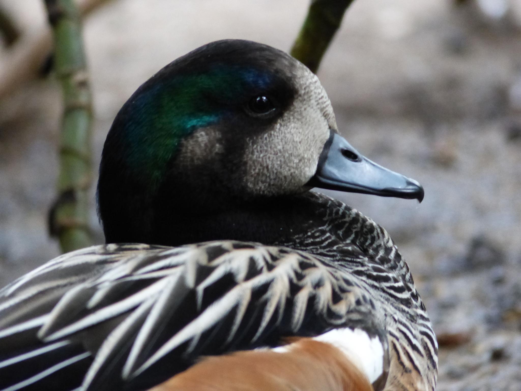 Pato Overo