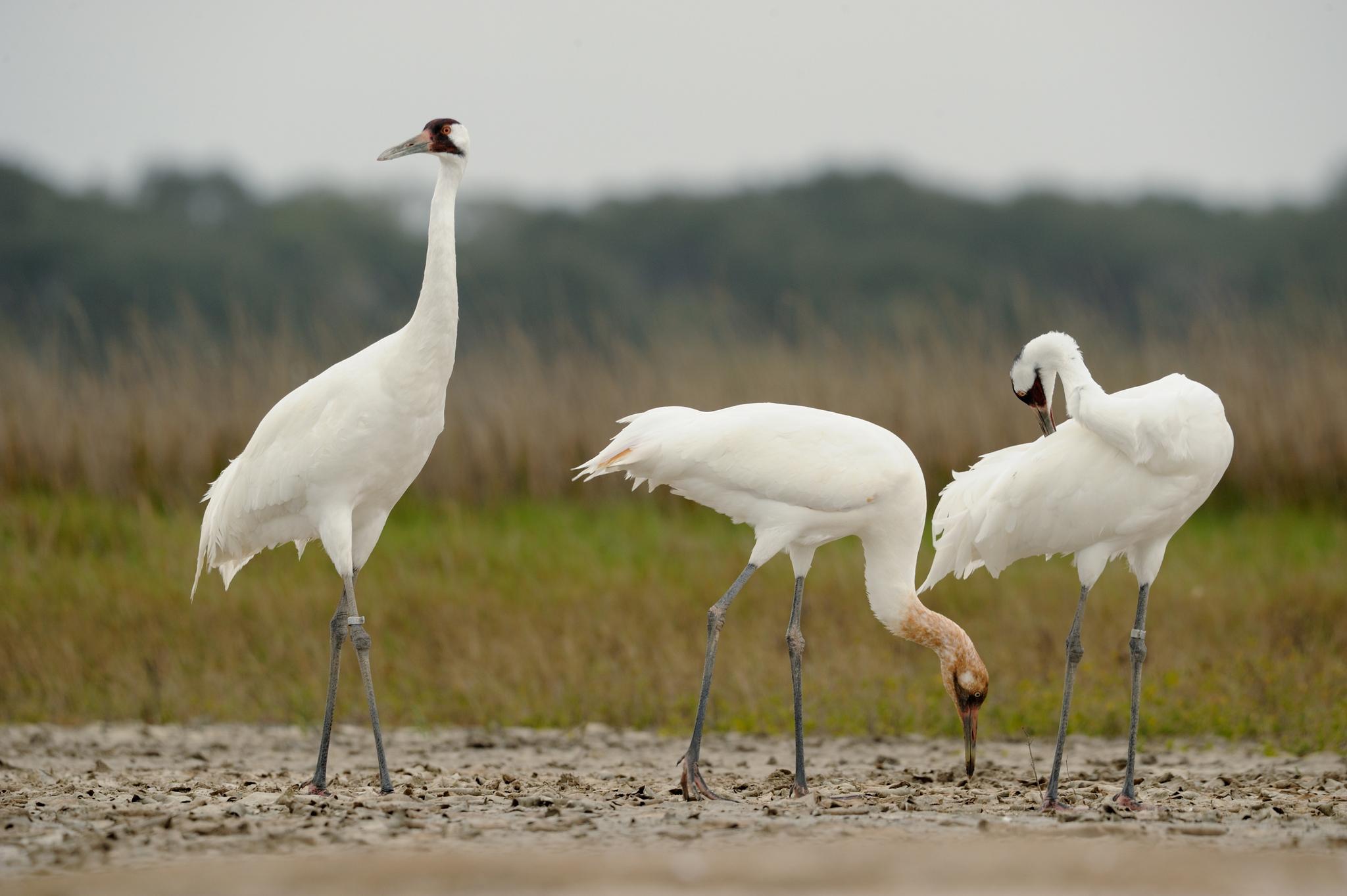 Grulla blanca