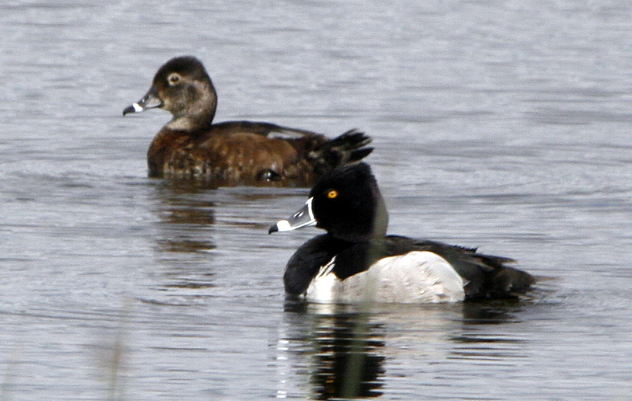Pato pico anillado
