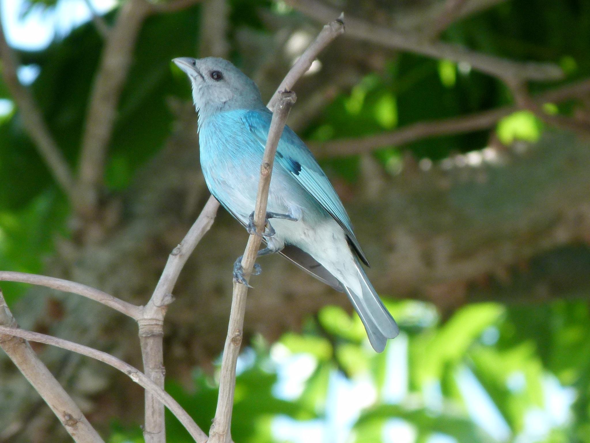 Glaucous Tanager