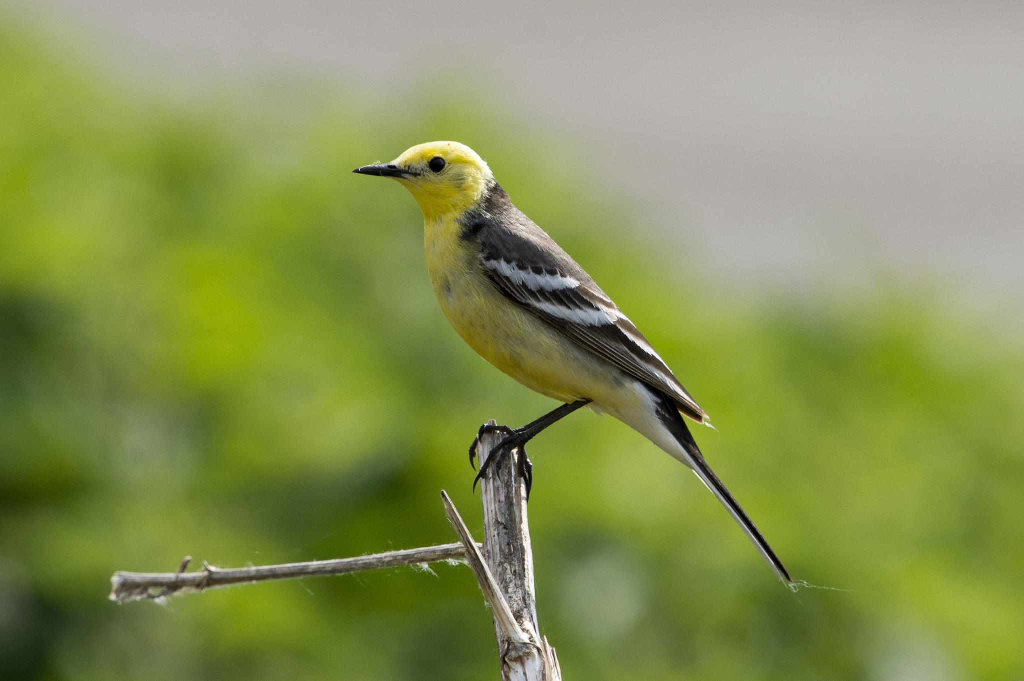 lavandera cetrina