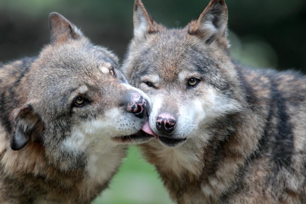 Coyotes, lobos, chacales y perros