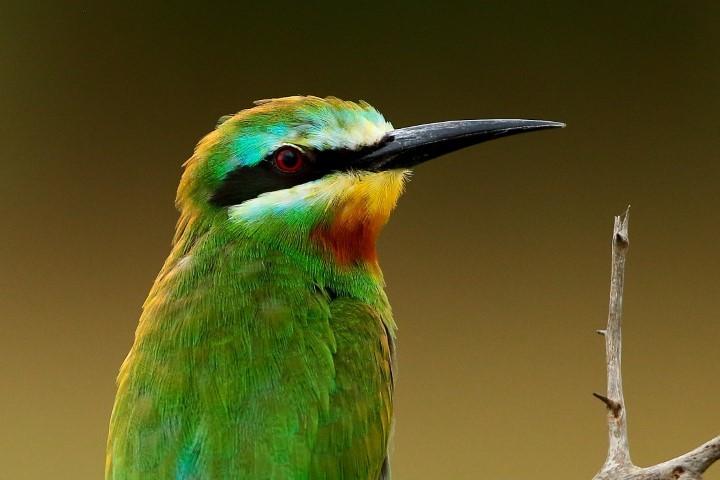 Abejaruco Persa