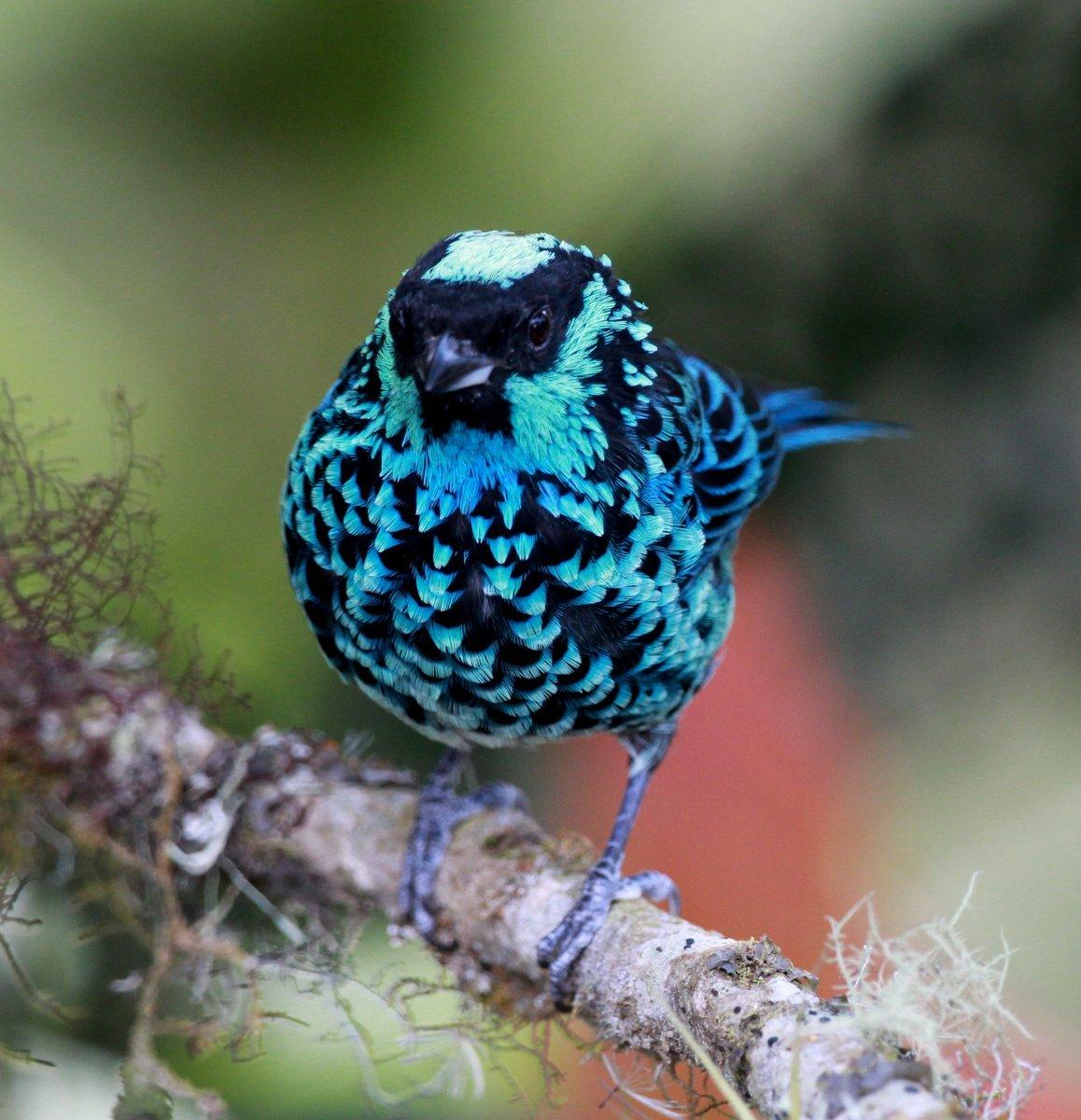 Beryl-spangled Tanager