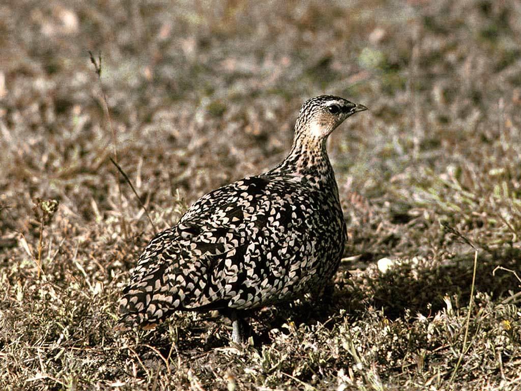 Ganga Gorgigualda