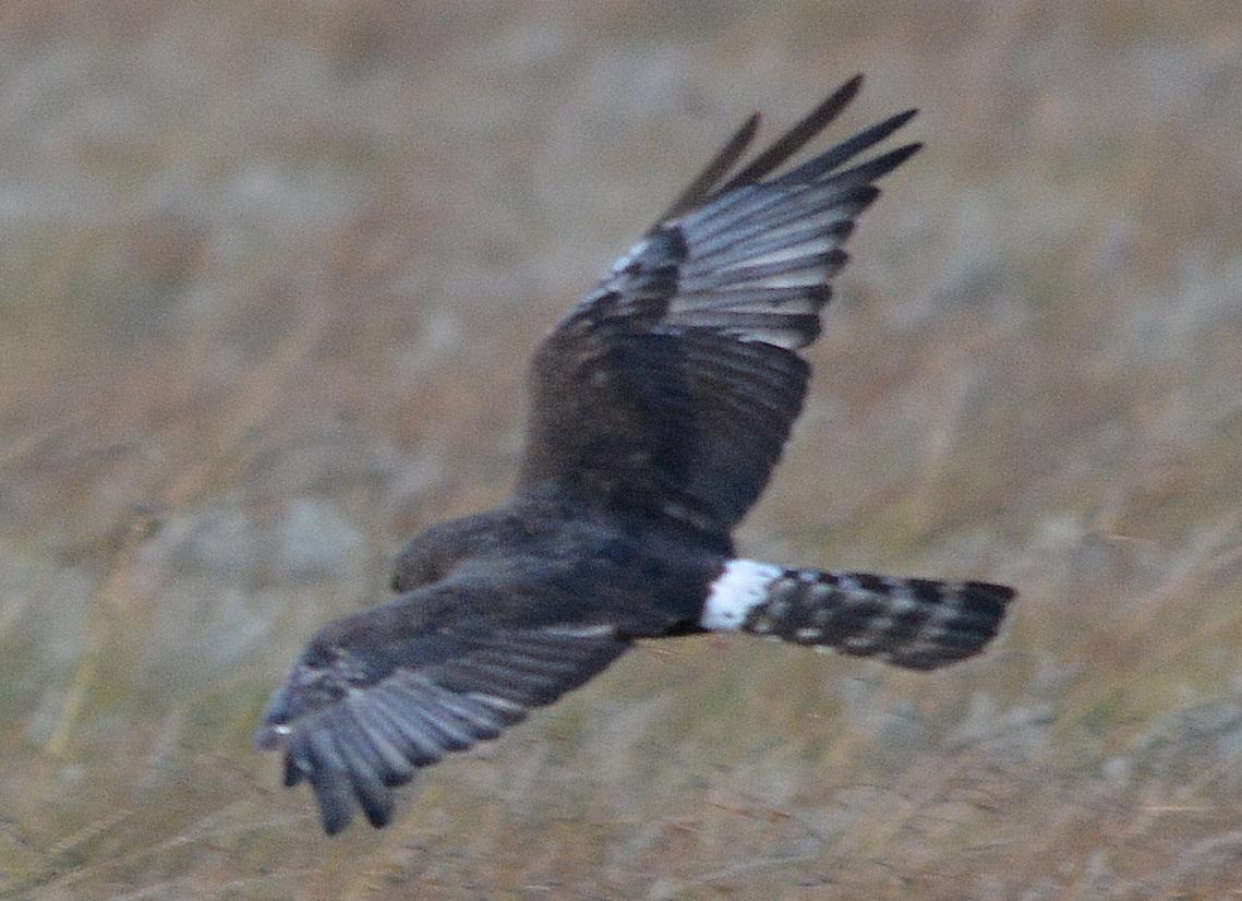 Aguilucho negro