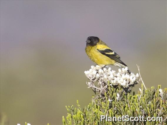 Ethiopian Siskin