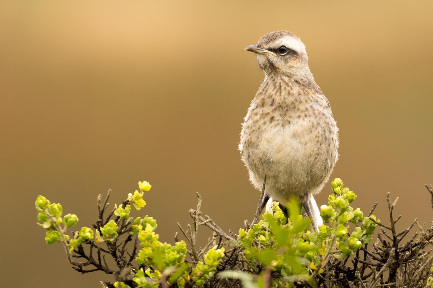 Chilean Mockingbird