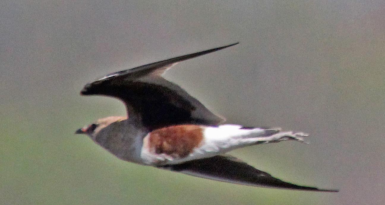 Canastera Patilarga