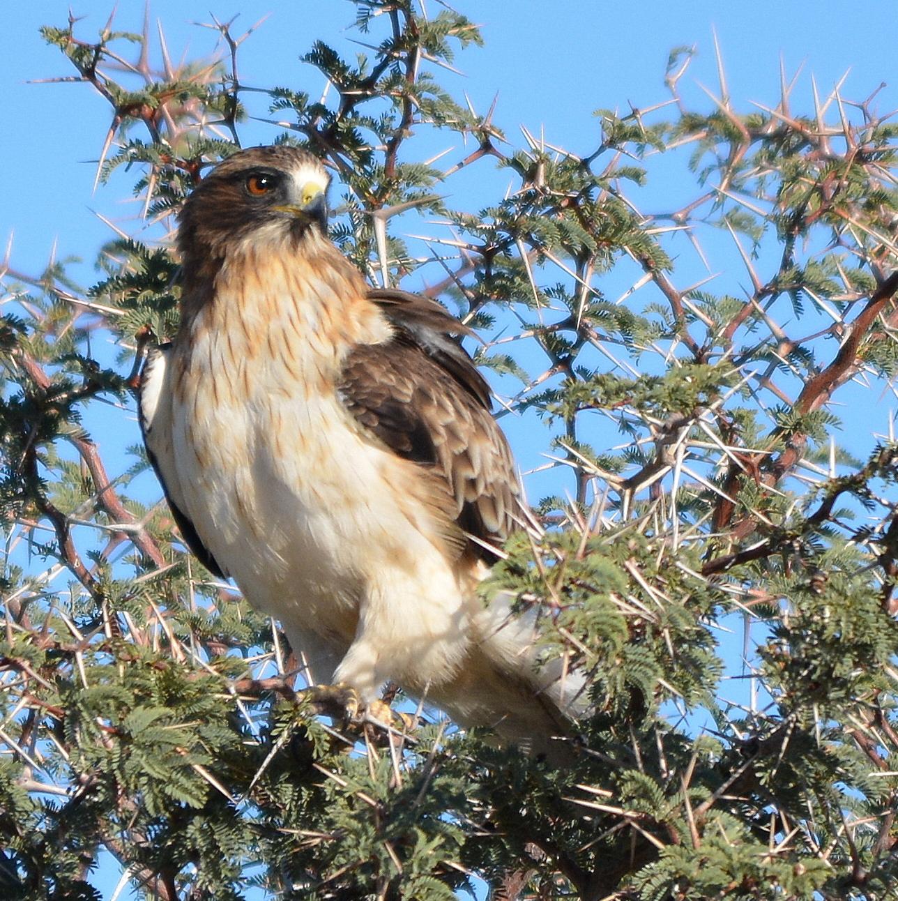 Águila Calzada