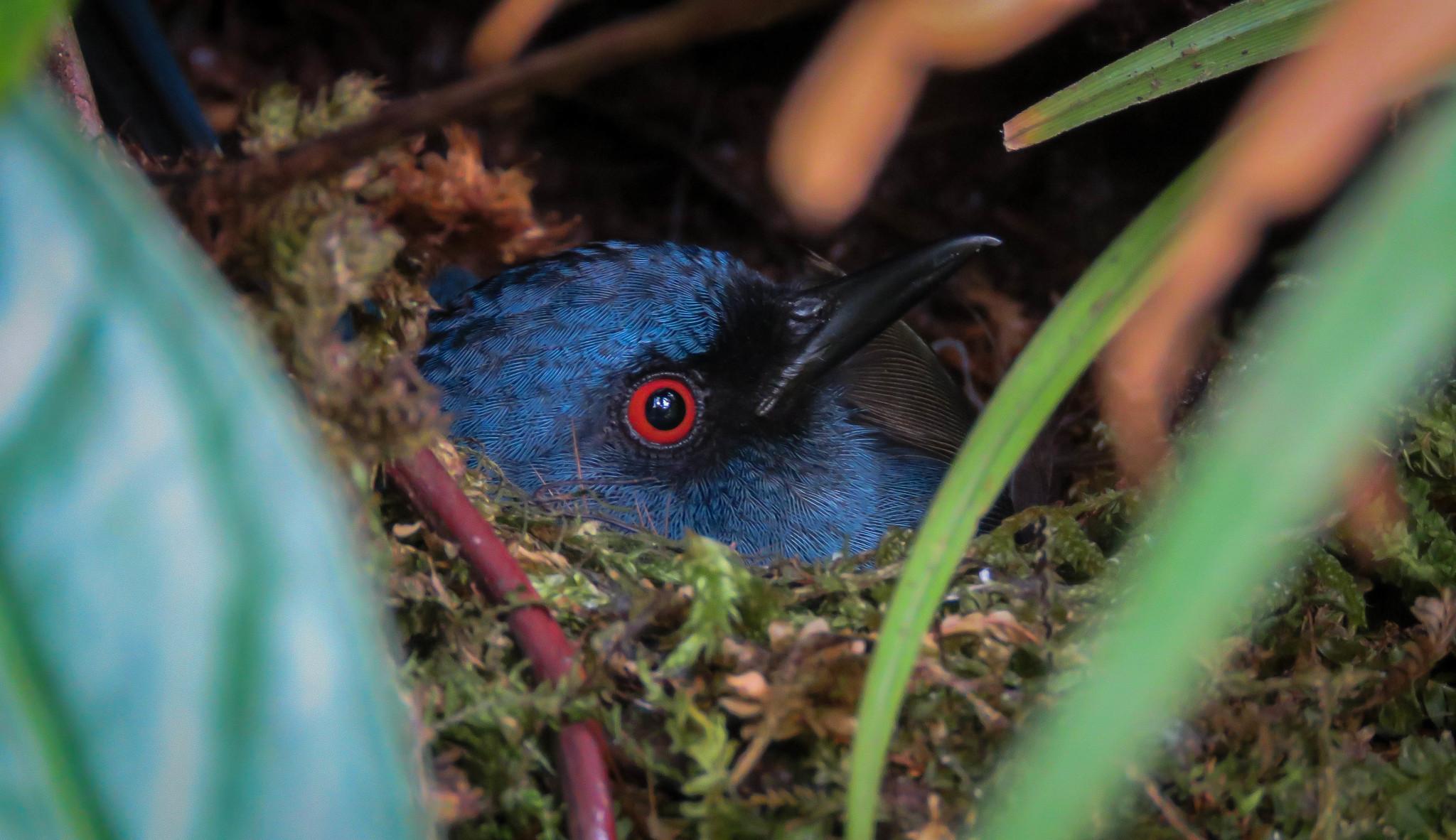 Bluish Flowerpiercer