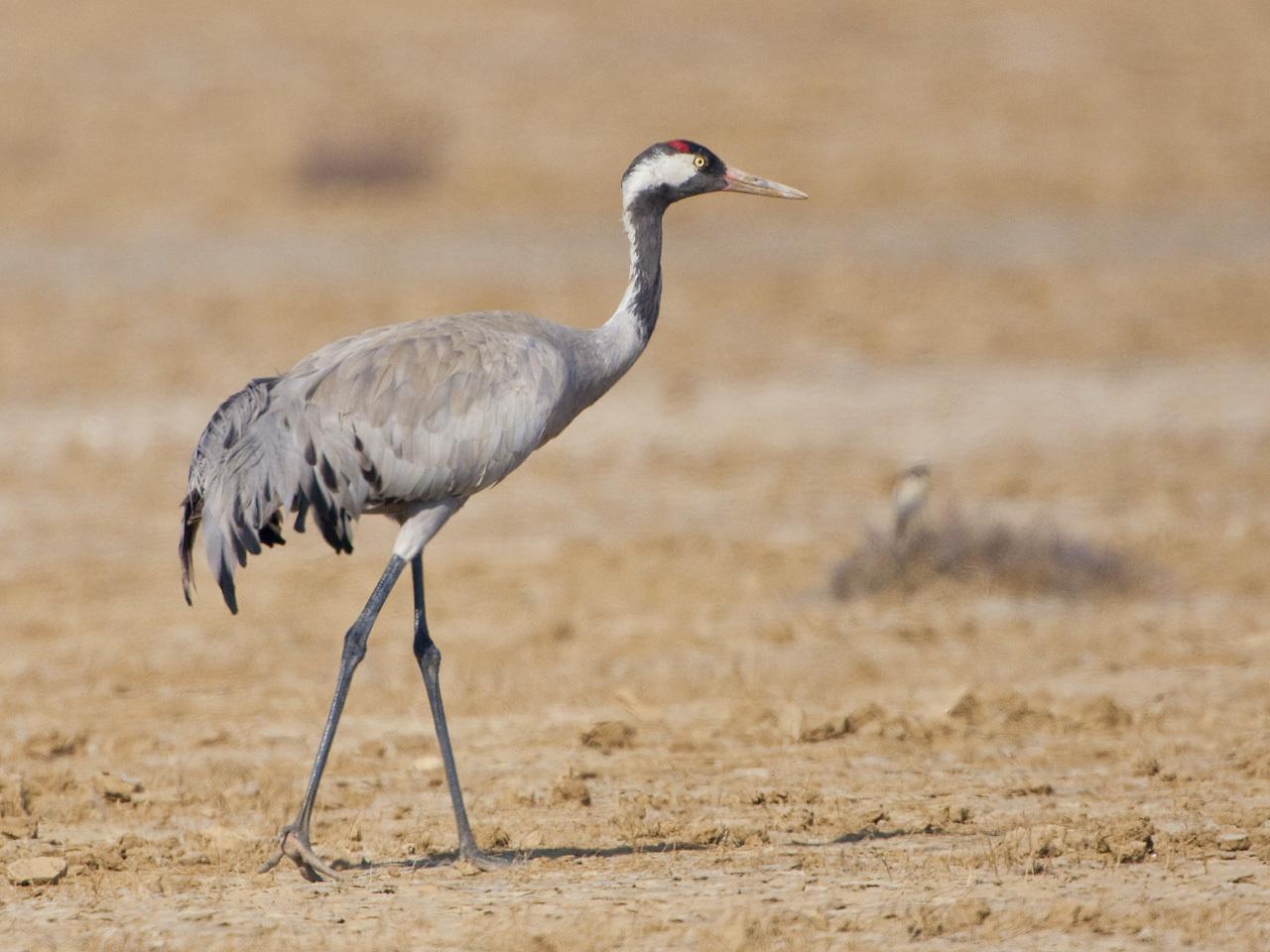 Grulla común