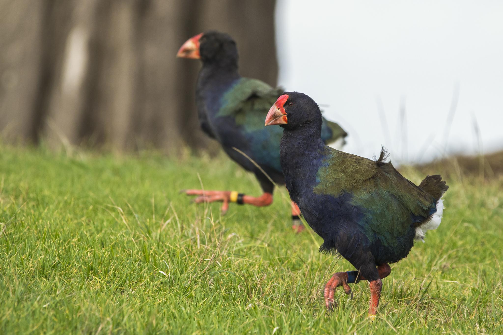 Calamón Takahe
