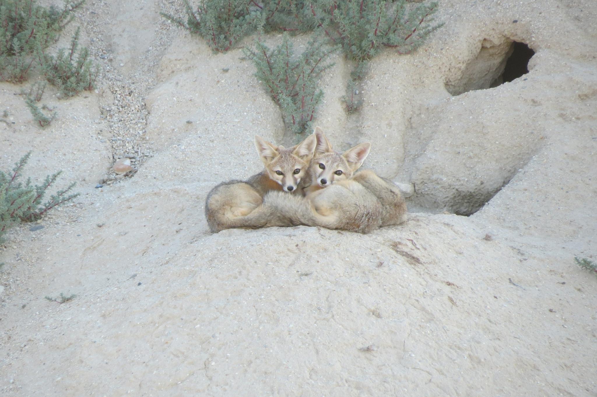Kit Fox