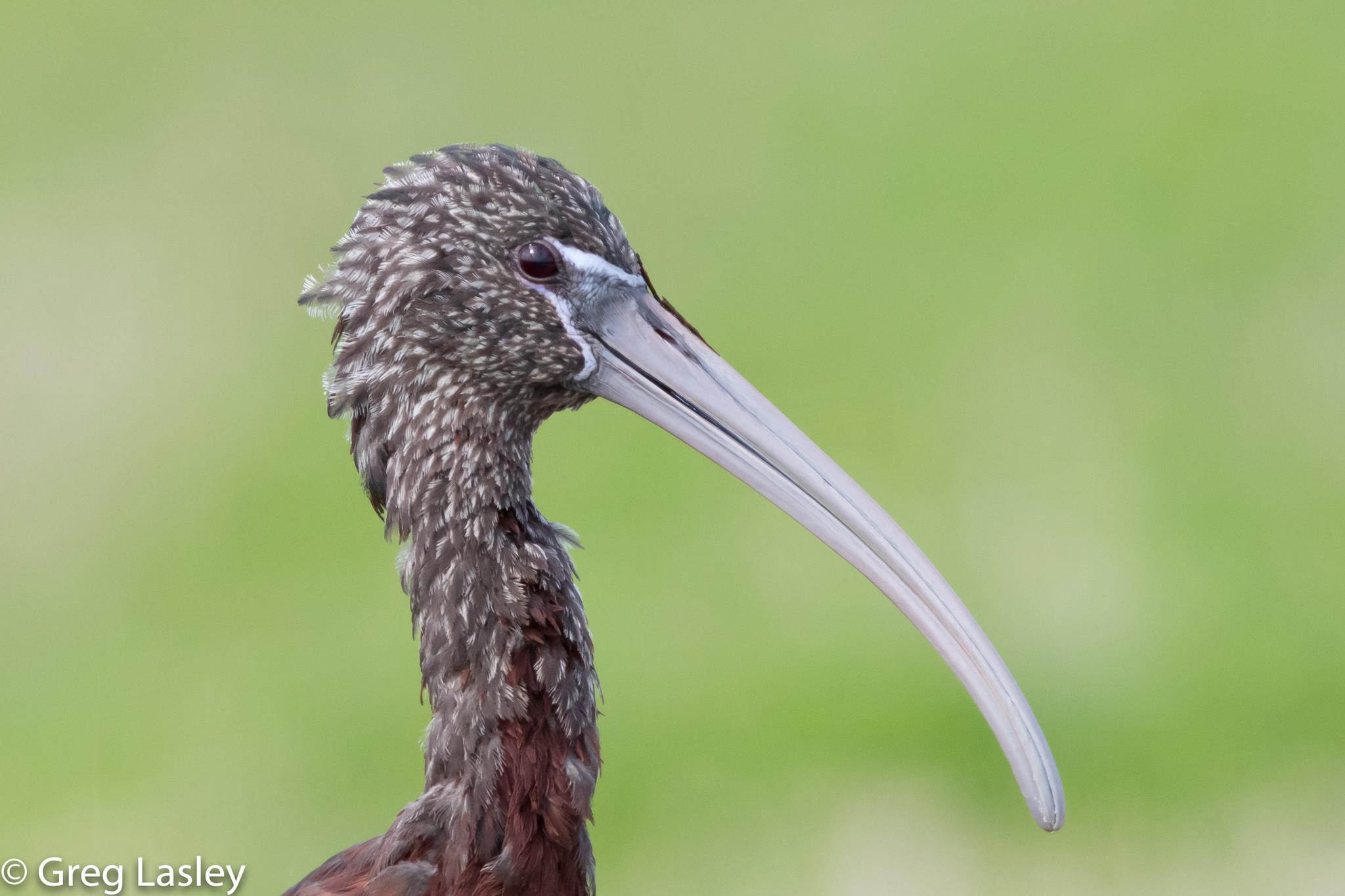Ibis cara oscura