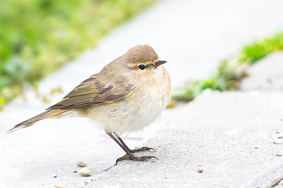 Mosquitero común