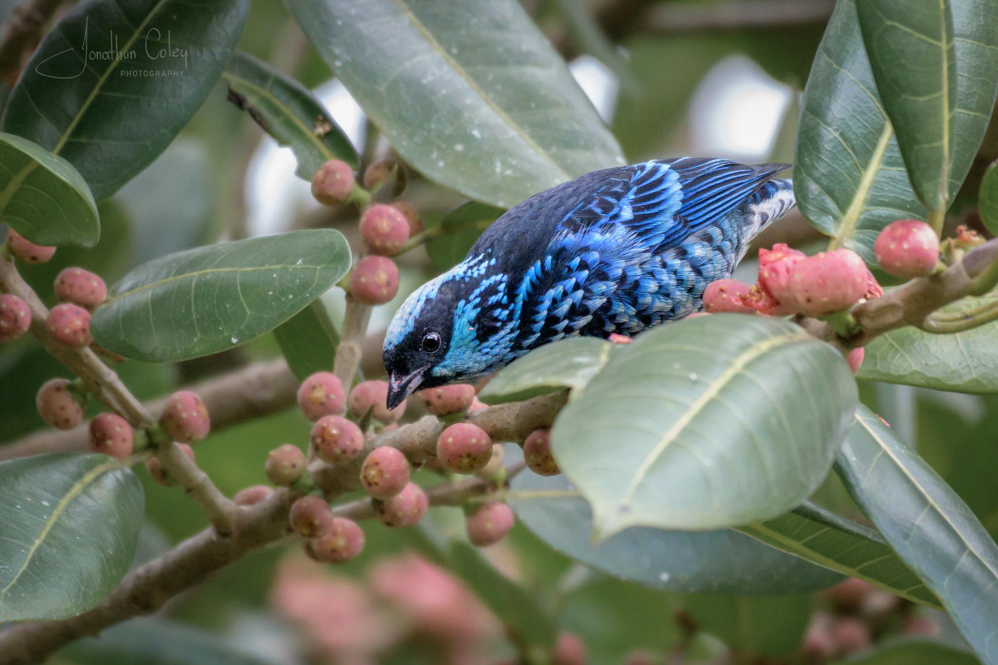 Beryl-spangled Tanager