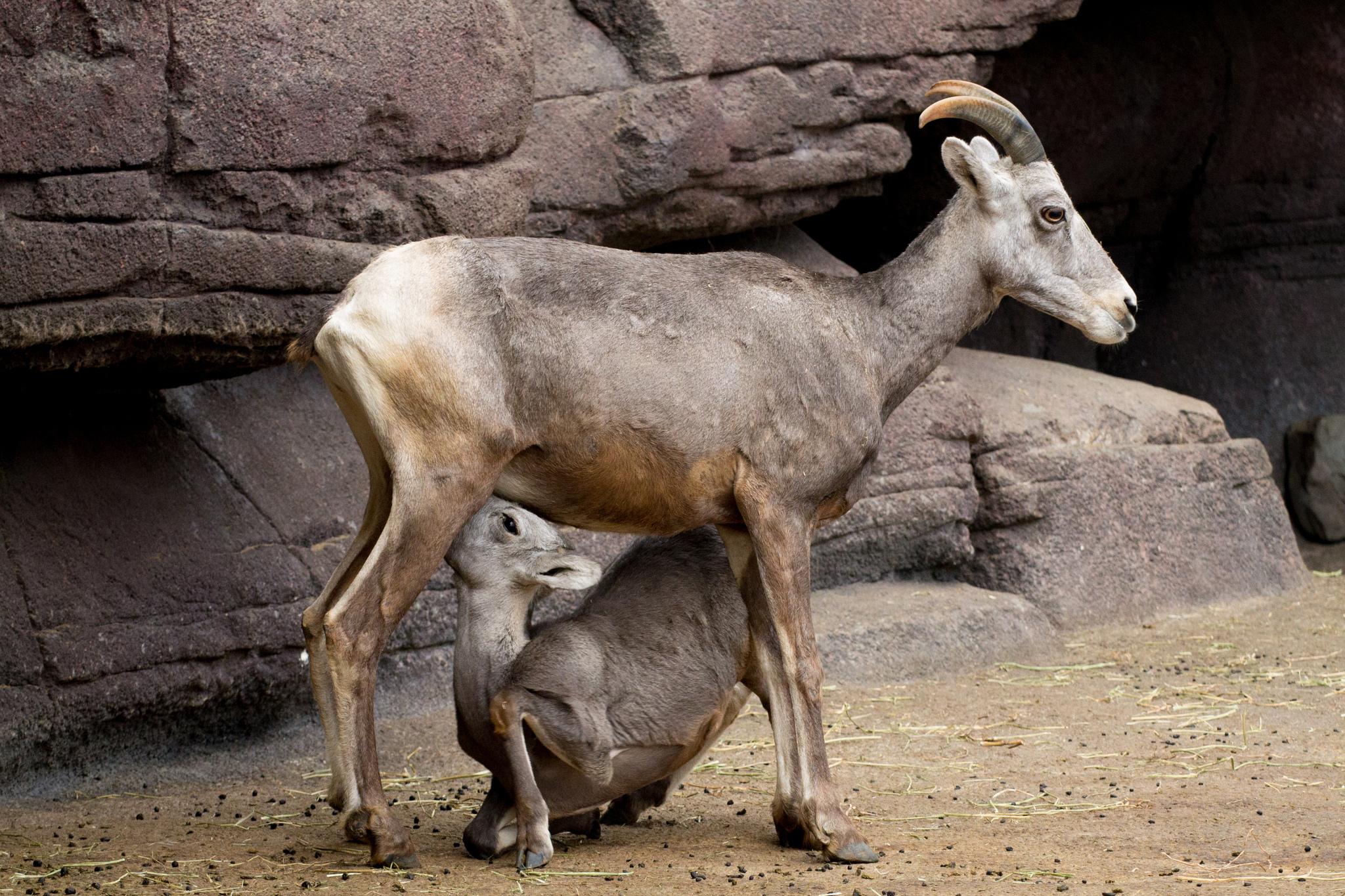 Borrego cimarrón