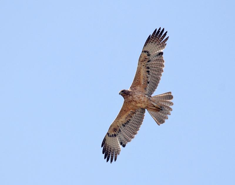 Águila perdicera