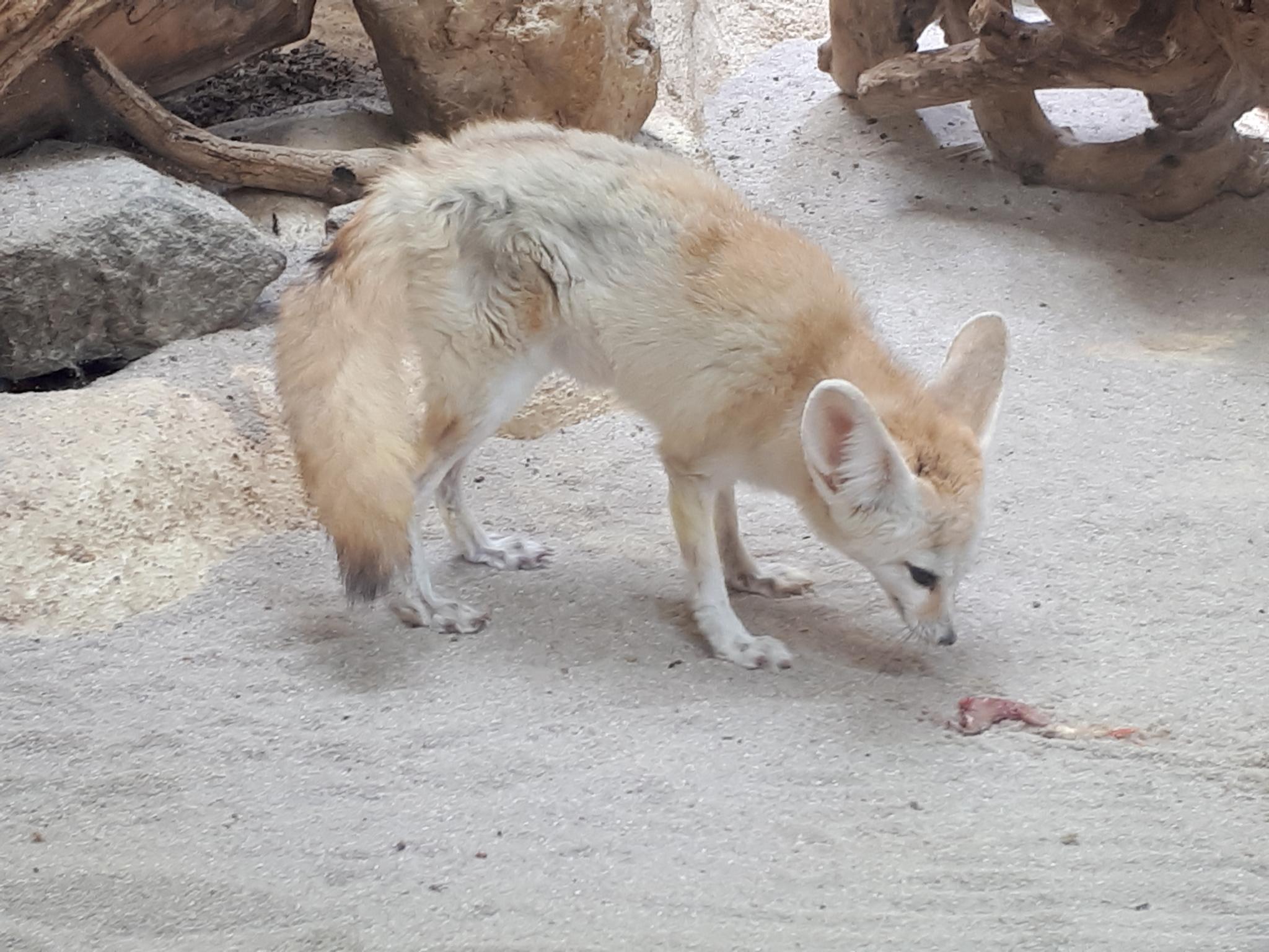 Fennec Fox