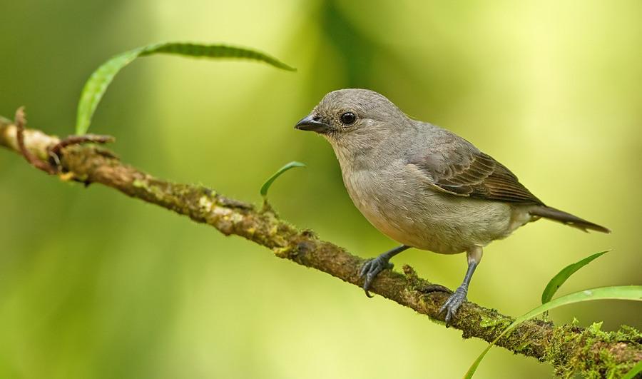 Plain-colored Tanager