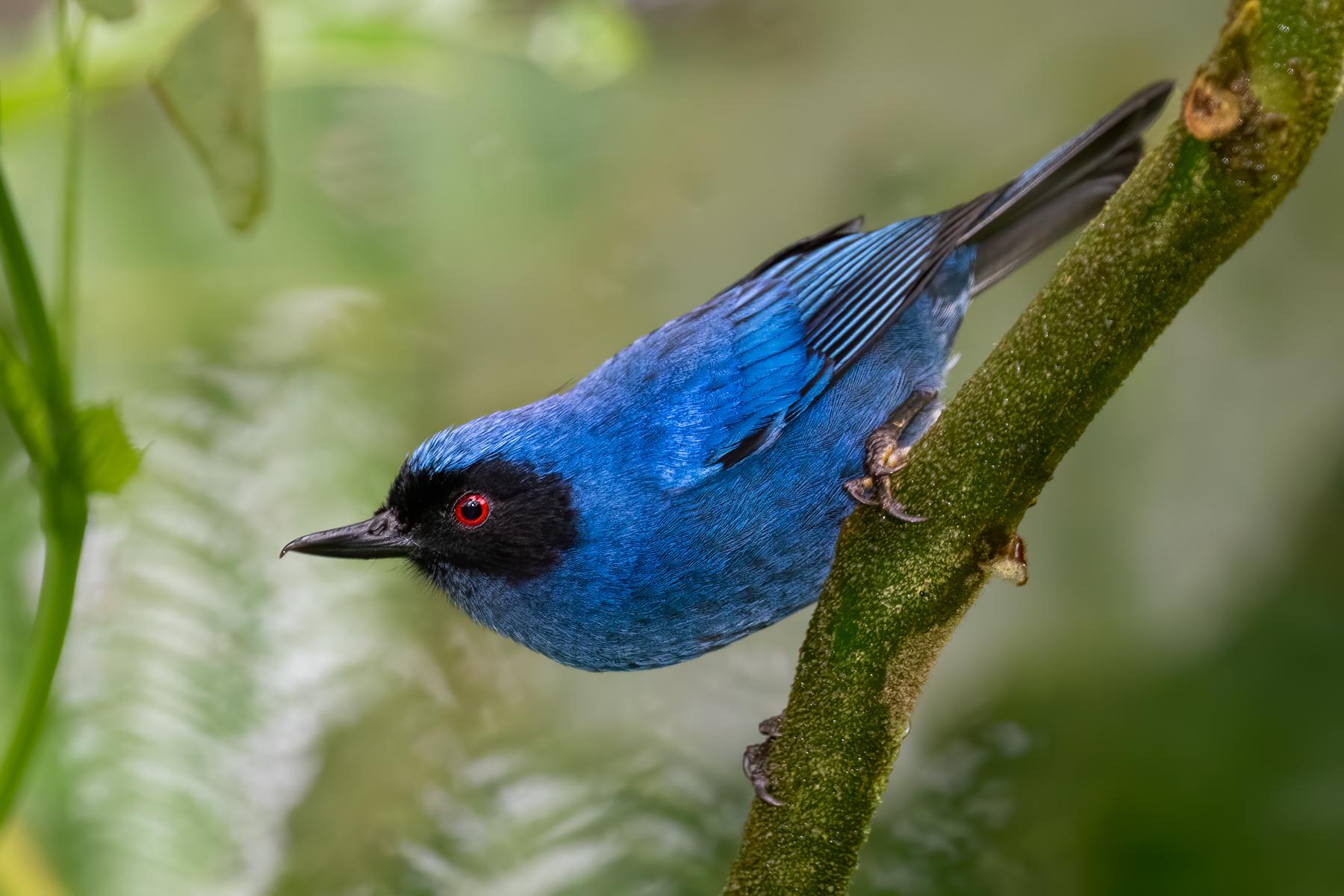 Masked Flowerpiercer