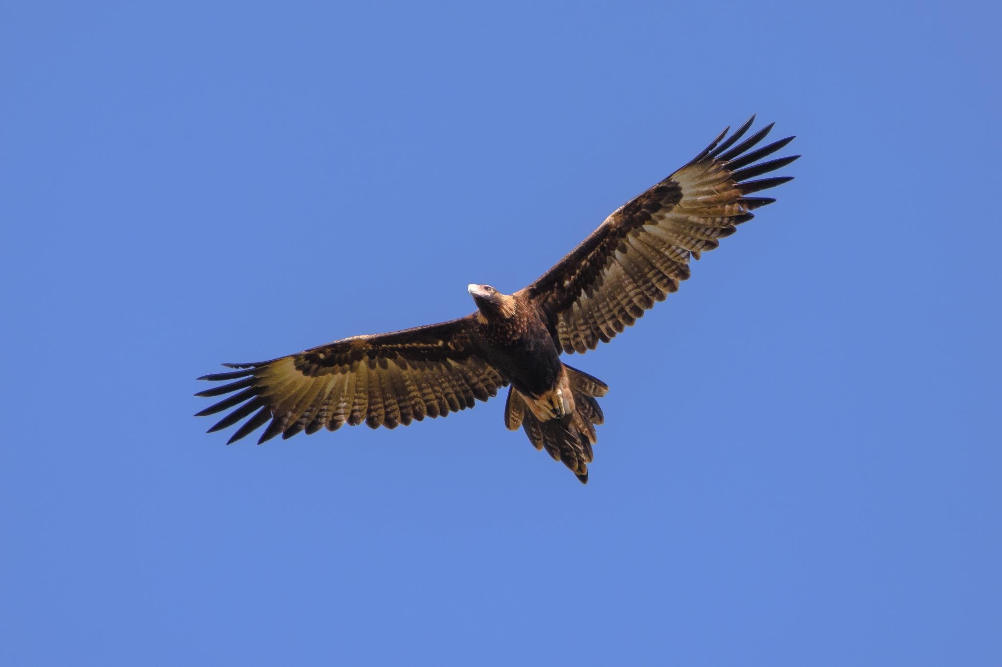 Águila Audaz